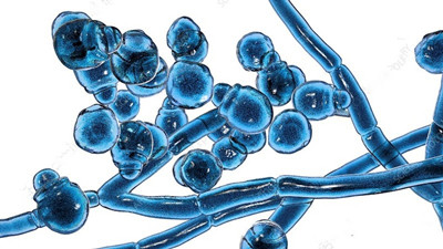 ����ɫ��ë���׵�������Ʒ���